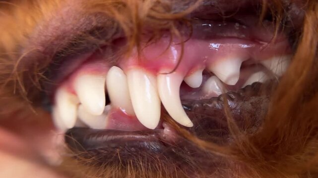 Little dog with double canine tooth close up. Problem small breeds requires teeth extraction. Oral examination. Veterinary checkup pet mouth dental health. Hygiene care, cleaning routine. Vet check up