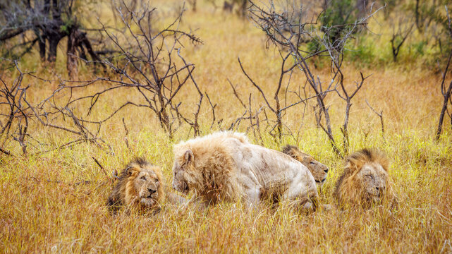White African lion lying down with three brothers in savannah in Greater Kruger National park, South Africa ; Specie Panthera leo family of Felidae