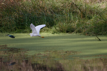 Fototapeta premium seagull flying over the field
