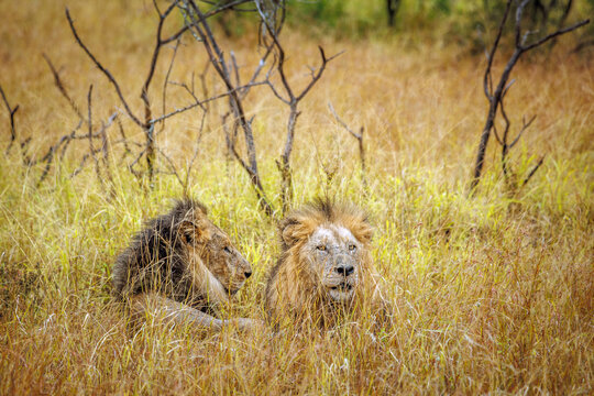 Two African lions male lying done in dry savannah in Greater Kruger National park, South Africa ; Specie Panthera leo family of Felidae
