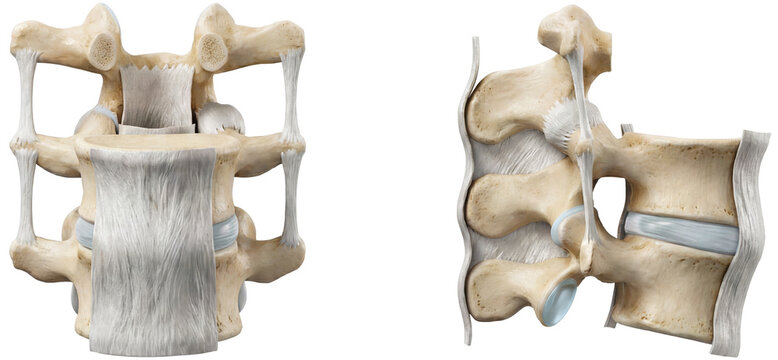 Vertebral ligaments of the spine providing stability, flexibility, and supporting spinal movement and posture, accuarte medically illustration