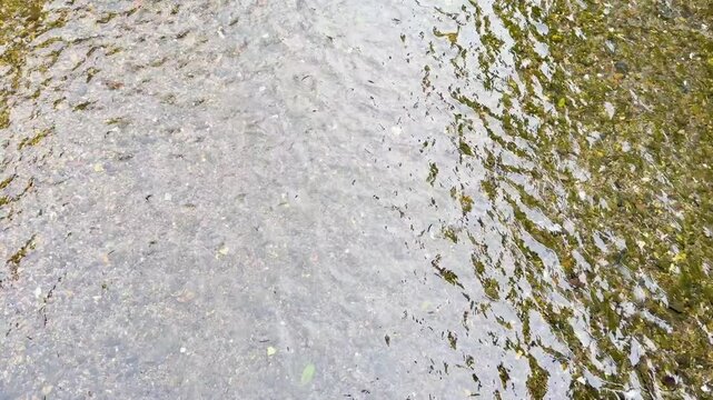 Top down view of crystal clear water flowing over pebble riverbed with green moss reflections.
