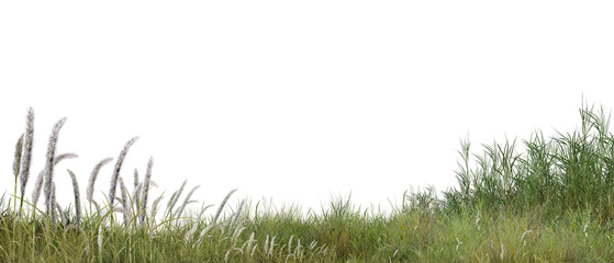 Naklejka premium grass isolated on white background/High-resolution isolated grass and pampas grass border for architectural visualization and landscape design on white background.