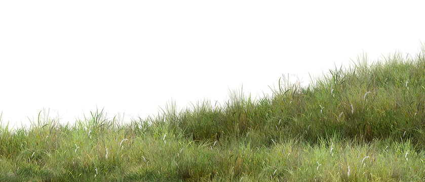 grass isolated on white background/High-resolution image of lush green grass on a gentle hillside, featuring sharp details and natural texture with ample copy space&mdash;ideal for nature and background use