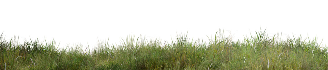 Fototapeta premium green grass isolated on white background