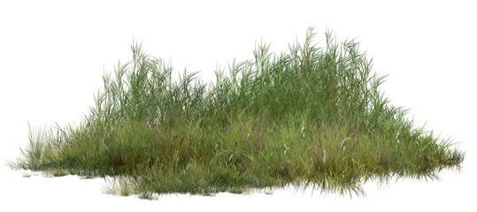 grass isolated on white background/High-resolution wild grass clump, isolated, with sharp natural detail. © Saharattaphum