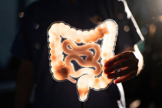 A translucent model of the human intestines is being held by a hand, suggesting an educational or medical context.