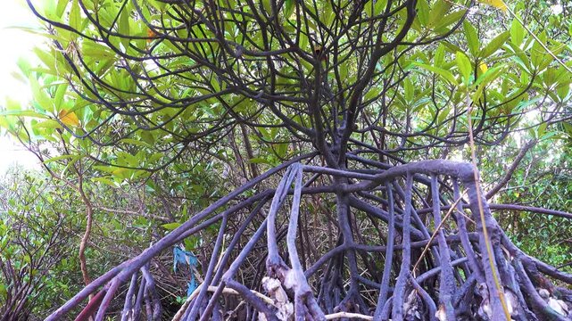 Mangrove forests in January. Rhizophora mucronata with characteristic aerial support roots (prop root, stilt root).
