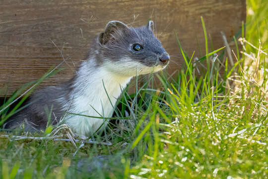 Stoat (Mustela erminea) peeking from under wooden structure in grass, wildlife close-up, natural habitat, Norway
Stoat (Mustela erminea) peeking out from under a wooden structure in grass.
