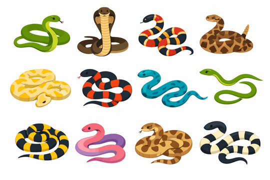 Collection of various snake species illustrations