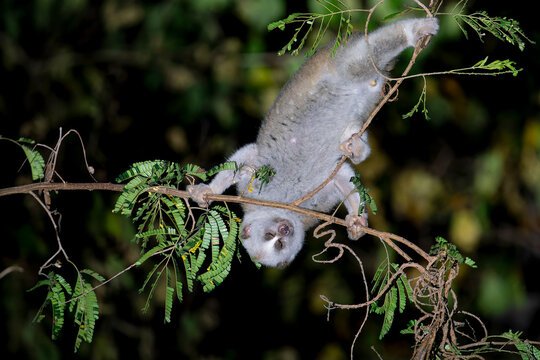 During nighttime, a Bengal Slow Loris hangs upside down in Thailand, Asia.