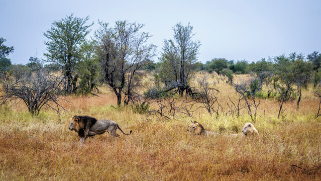Three majestic African lions male with white lion and one on the move in dry savannah in Greater Kruger National park, South Africa ; Specie Panthera leo family of Felidae