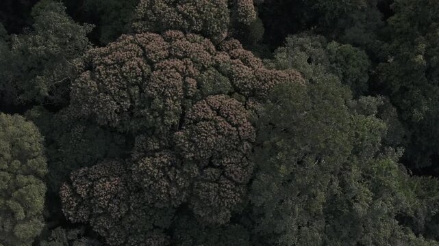"Bualapa town, Xe Bang Fai Cave, Xieng lue Waterfall within Hin Namno National Park, together with Phong Nha-Ke Bang, are recognized as World Natural Heritage sites." 4k footage