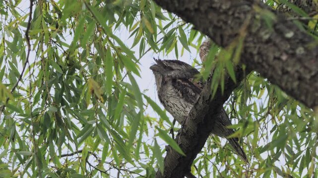 A full body shot of a tawny frogmouth sleeping in a tree, with the leaves swaying in the wind .