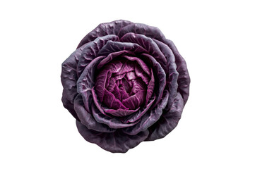 Obraz premium Purple red cabbage vegetable isolated on transparent background