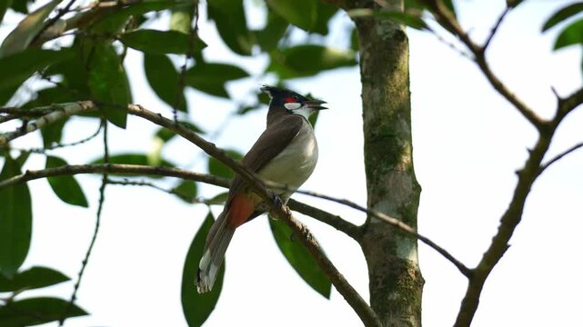 A Red-whiskered Bulbul (Pycnonotus jocosus) perches on a tree branch in its natural habitat, curiously surveying its surroundings and calling out, close up shot.
