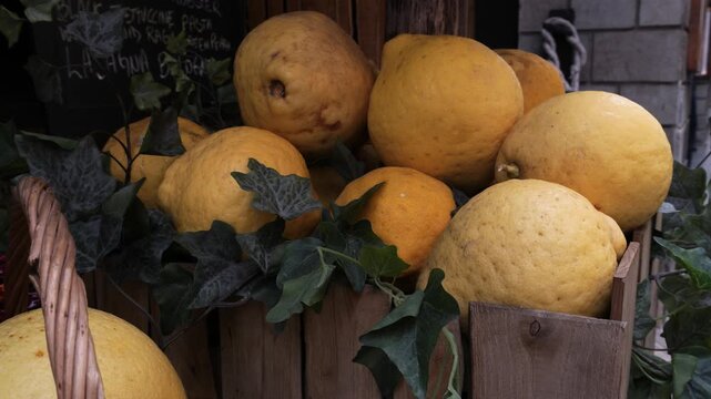 Giant Amalfi Lemons (Sfusato Amalfitano) in a wooden crate, Italy