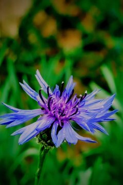 purple flower in the forest