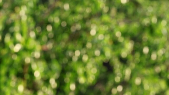 Footage of abstract blurred golden green foliage glittering in the sunlight