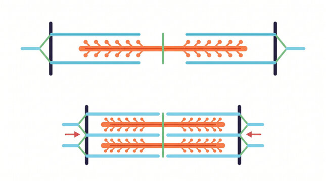 Sliding Filament Theory Diagram showing Muscle Contraction Sarcomere Actin and Myosin Mechanism
