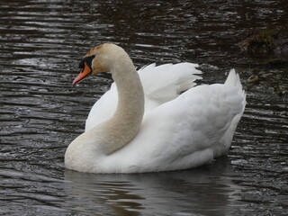 Naklejka premium Cisne en encuadre cercano sobre agua texturizada