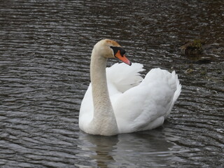Obraz premium Cisne blanco flotando con mirada lateral