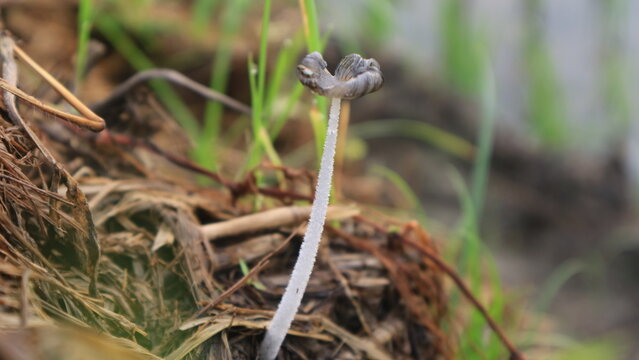 A detailed vertical capture of a small wild fungus featuring a thin textured stem and a dark grey cap growing in a moist tropical environment.