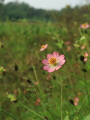 Obraz premium A vertical shot of a beautiful pink Cosmos caudatus flower in full bloom, surrounded by lush green vegetation in a bright outdoor field.