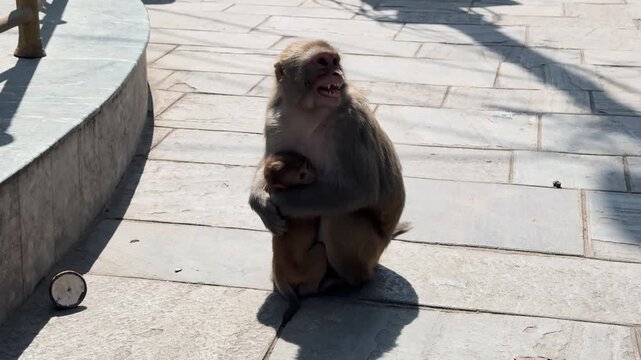 Mother Rhesus Macaque Monkey with Infant at Swayambhunath, Kathmandu, Nepal