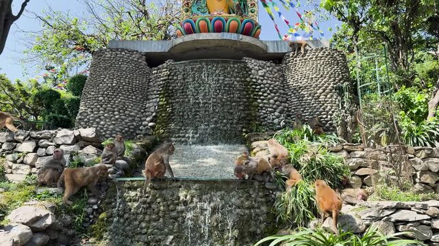 Macaque Monkeys at the Waterfall Fountain in Swayambhunath, Kathmandu, Nepal