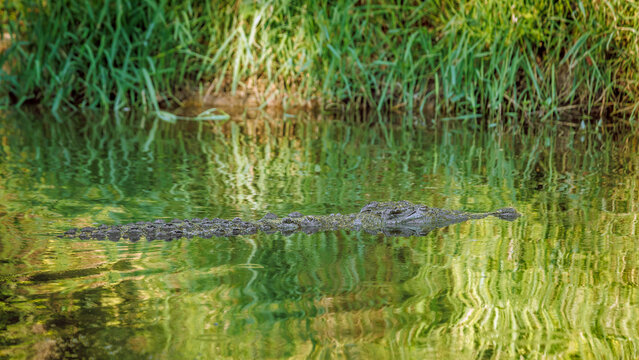 Nile crocodile in water with nice grass reflection in Kruger National park, South Africa ; Specie Crocodylus niloticus family of Crocodylidae