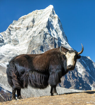 yak or dzo Bos mutus grunniens black and white yak