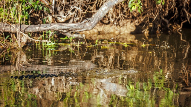 Nile crocodile in water with camouflage reflection in Kruger National park, South Africa ; Specie Crocodylus niloticus family of Crocodylidae