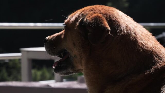 Portrait of a Local Mountain Dog in the Himalayan Sunlight, Nepal