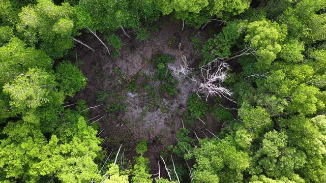 Aerial Drone View of Dead Mangrove Tree in Coastal Mangrove Forest