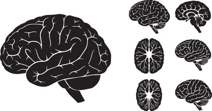 Brain Anatomy Illustration with Cross Sections