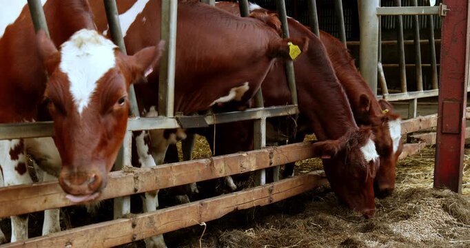 Dairy cows feeding on hay and grain in a commercial barn stall