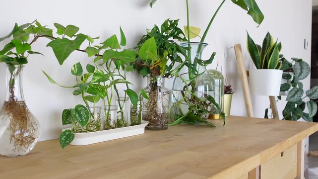 Indoor gardening with plants in clear containers on a table