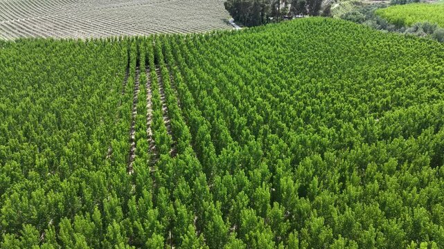 High angle view showing the transition between a dense aspen plantation and neighboring olive or fruit orchards in the rural Granada countryside.