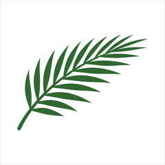 Fototapeta premium Green palm frond against a clean white background with copy space for design