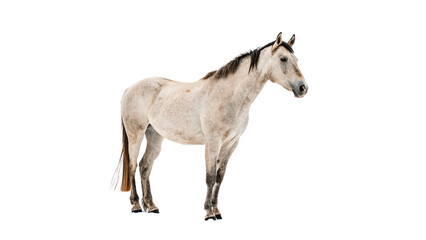 Fototapeta premium Horse standing in a clear space, showing its body and features during the day in a natural setting isolated on transparent background cut out