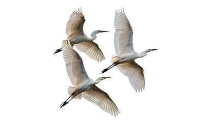 Obraz premium Three white birds fly together in a clear sky during the day near a wetland area in a natural setting isolated on transparent background cut out
