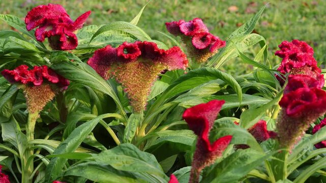 Bunch of Red Celosia argentea var. cristata or Common Cockscomb Blooming in the Field