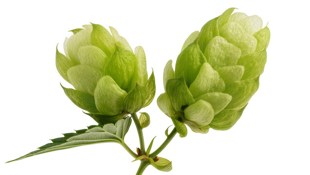 Green Hop Flowers with Stem and Leaves Close-Up