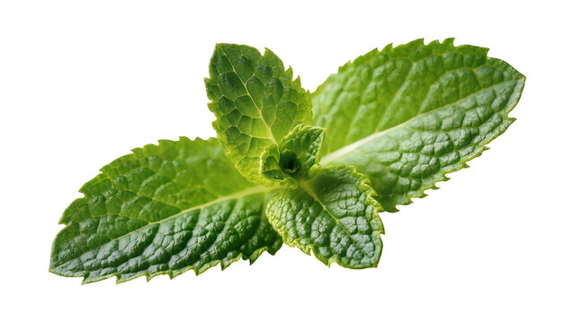 Fresh vibrant green Mint sprig with textured leaves and dew drops