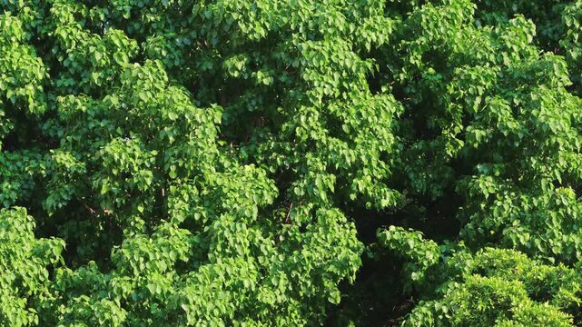 Footage of Lush Bodhi Tree Foliage in the Sunlight and Wind