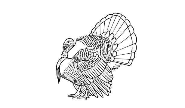 Minimalist Wild Turkey Line Art Illustration with Ornamental Feather Details