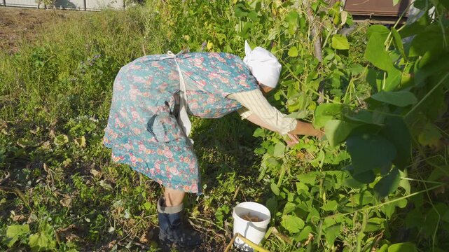 A hardworking grandmother harvests beans by hand, Authentic village life, Legume harvest season,Homegrown beans picking , Mature woman in traditional headscarf and work apron picking ripe bean pods
