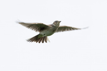 Obraz premium Eurasian skylark (Alauda arvensis) flying in the sky over a natural landscape during daylight hours