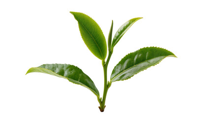 Vibrant Green Tea Plant with Three Leaves and Bud © Ryan